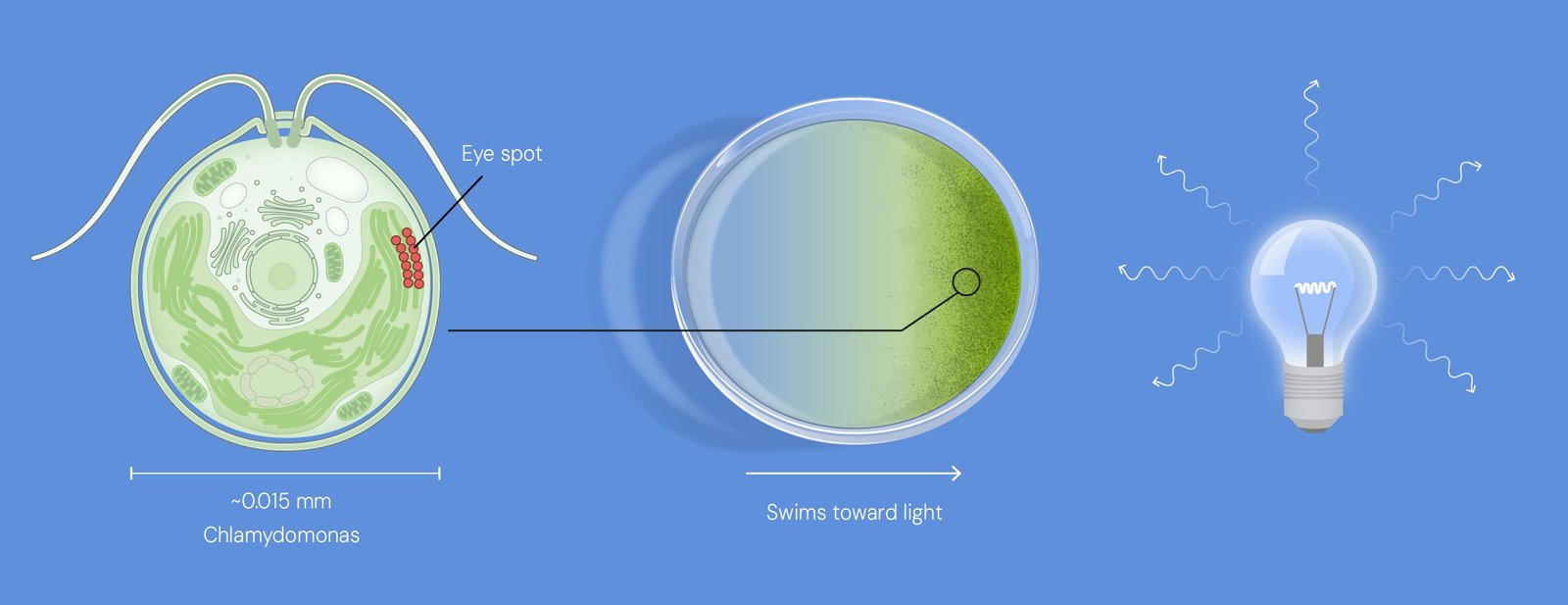 Diagrama da alga Chlamydomonas com seu ponto sensível à luz, nadando em direção à luz