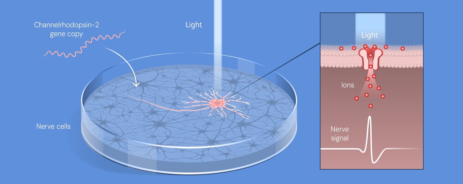 Diagrama: o gene da canalrodopsina-2 é colocado em neurônios, e a luz abre um canal que gera um sinal nervoso